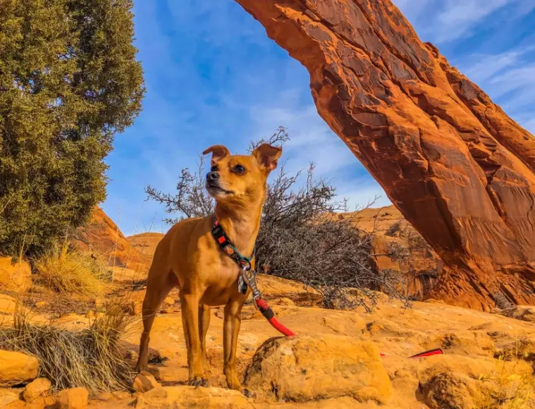 dog friendly national parks