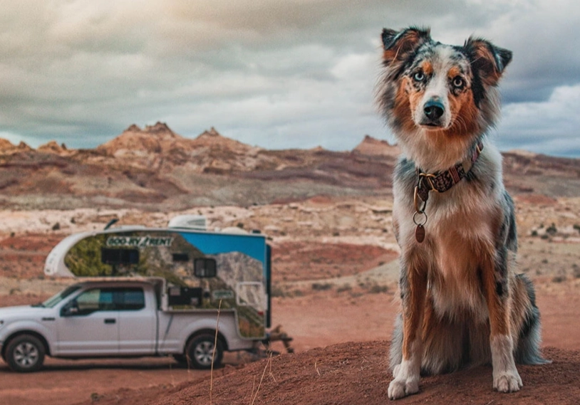 pet friendly national parks