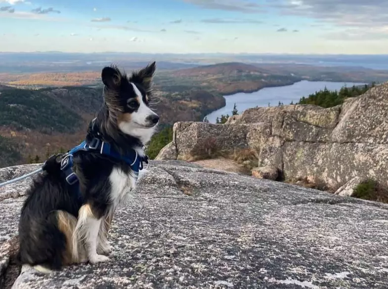 pet friendly national parks