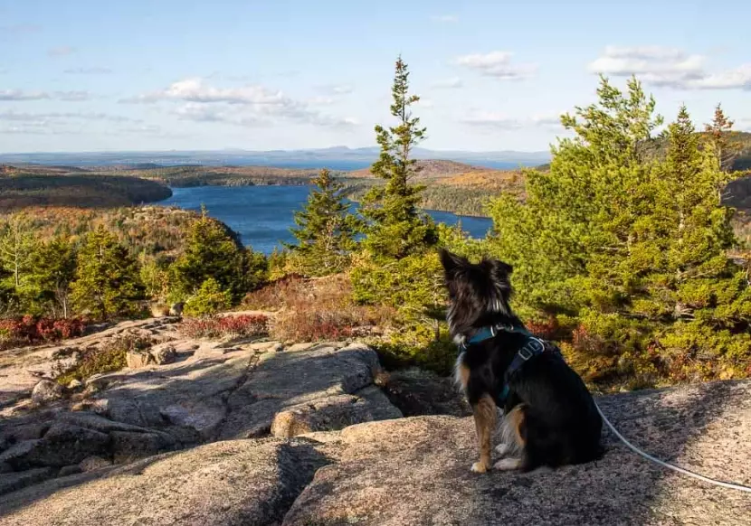 dog friendly national parks