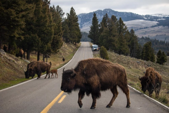wildlife viewing national parks