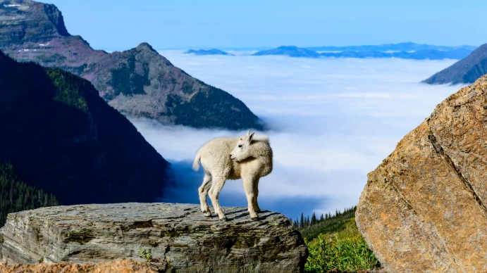 top national parks for animals