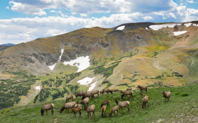 wildlife viewing national parks