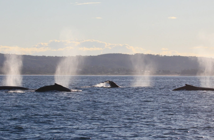 best national parks for whale watching