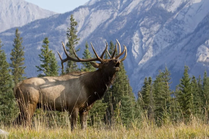 Rocky Mountain elk viewing
