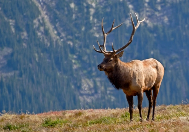 Rocky Mountain elk viewing