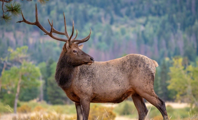 Where to see elk in Rocky Mountains