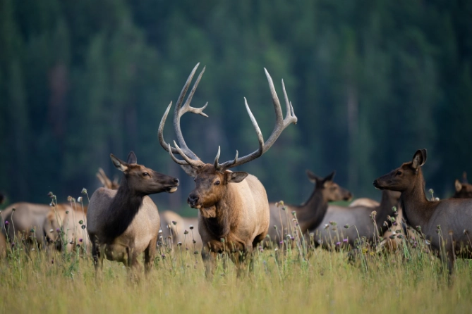 Where to see elk in Rocky Mountains