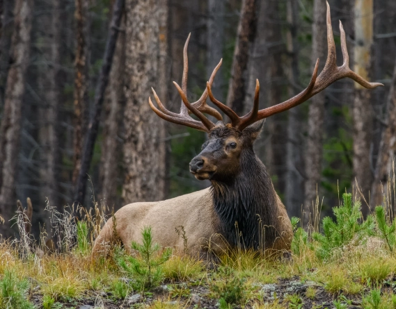 Elk in Colorado