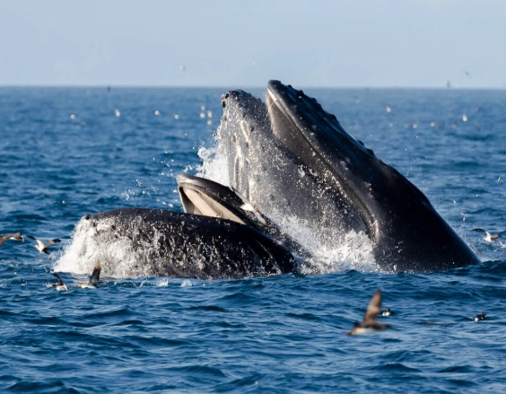 best national parks for whale watching