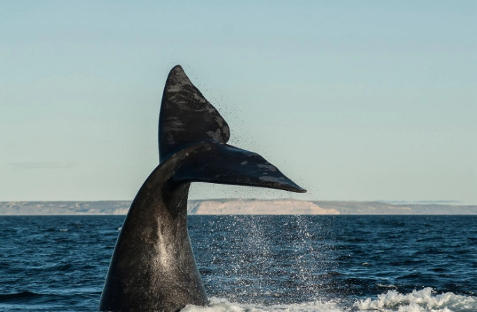 whale watching national parks