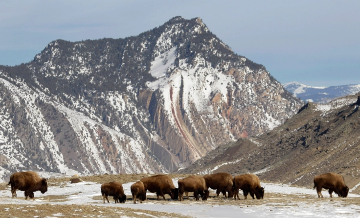 Bison in Yellowstone National Park