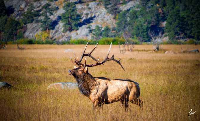 Elk in Colorado