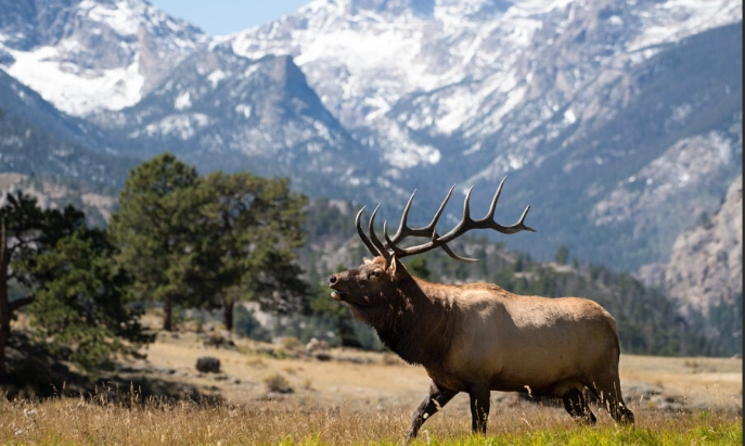 Rocky Mountain elk viewing