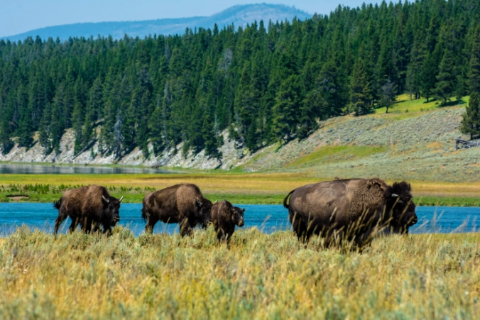 Yellowstone bison viewing tips