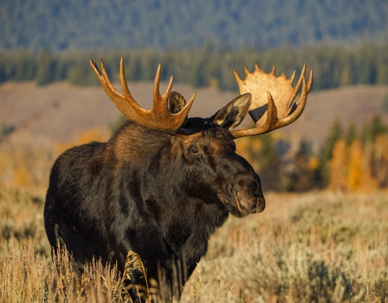 Grand Teton National Park wildlife