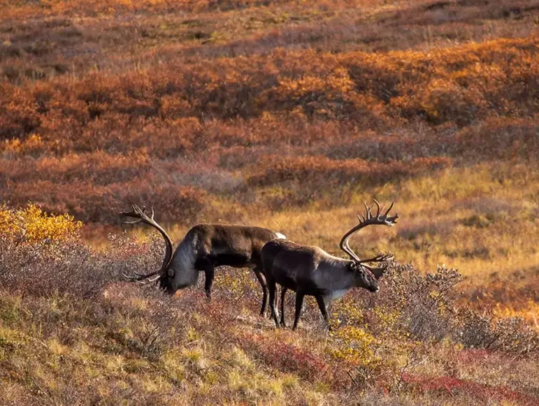 national park wildlife guide