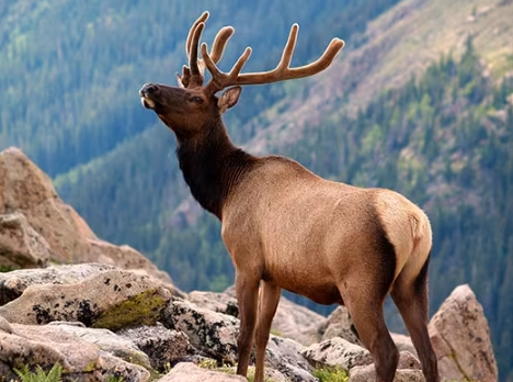 wildlife photography national parks