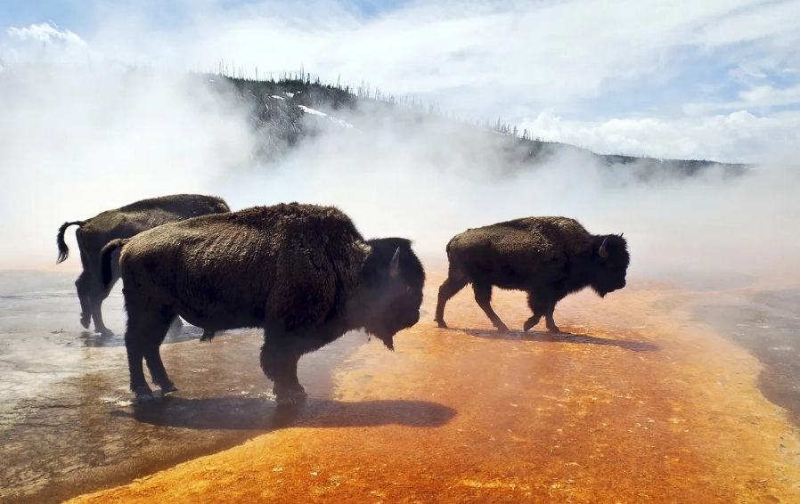 best national parks for wildlife watching