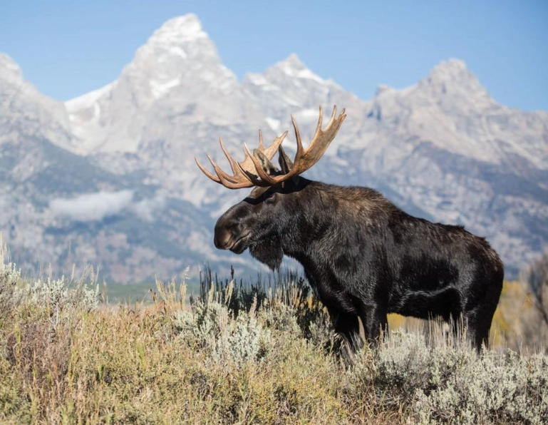 Grand Teton moose viewing