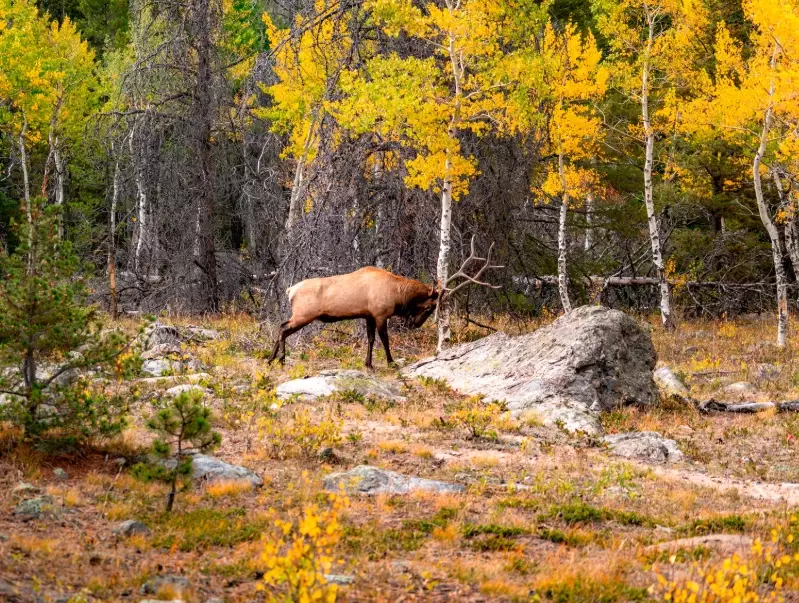 wildlife photography national parks