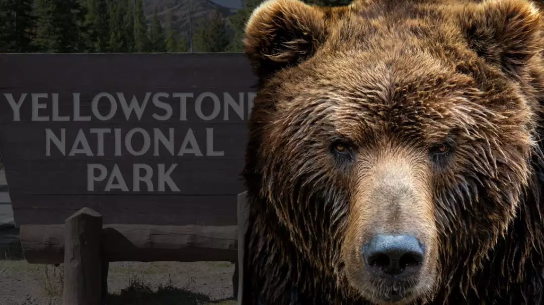 national park bear safety tips