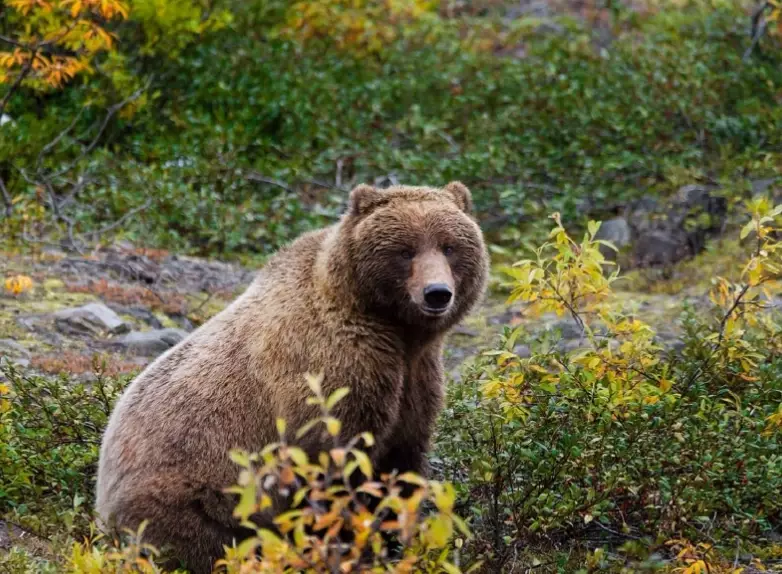 how to avoid bears in national parks