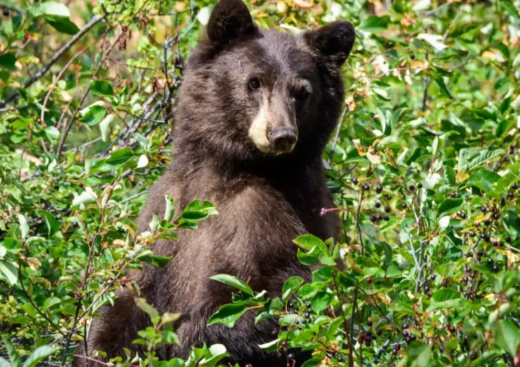 bear safety national parks