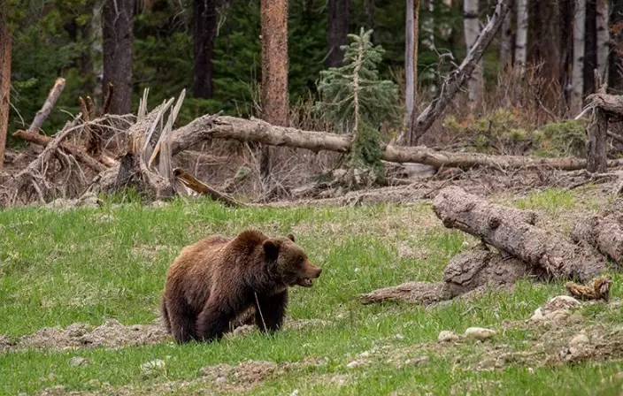 how to avoid bears in national parks