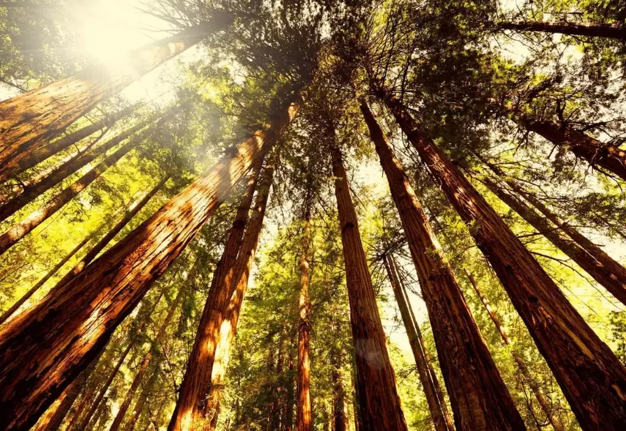 national park service free days 2024