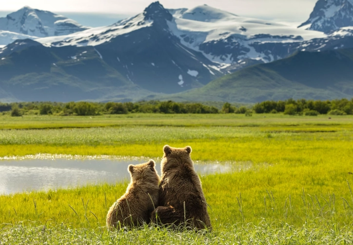 Katmai National Park bears