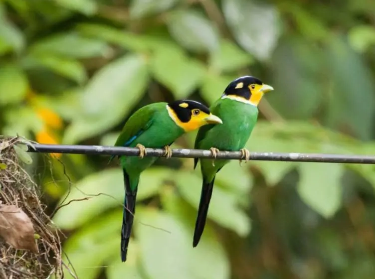 birding in national parks