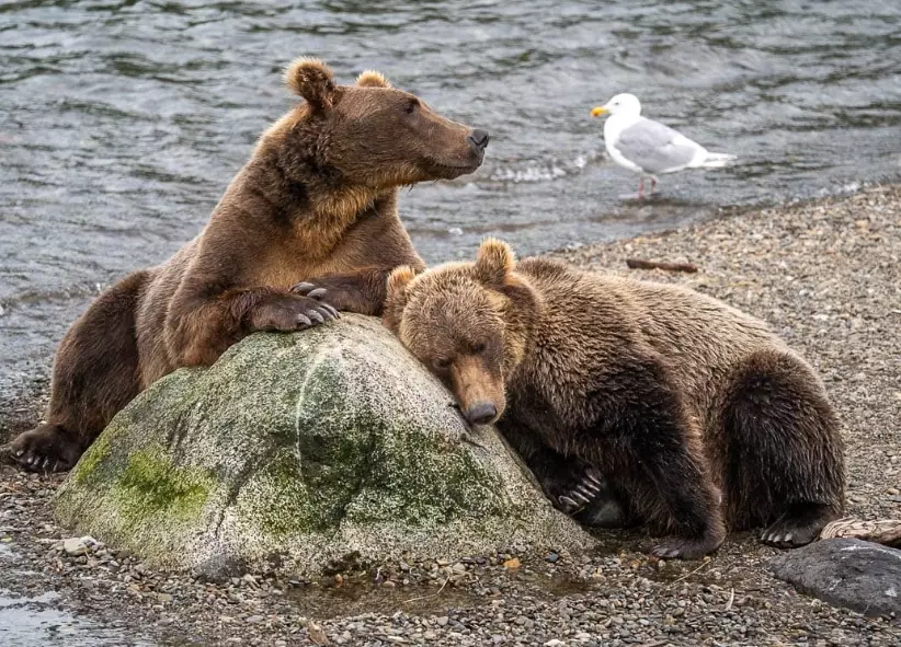 Katmai bear viewing tips