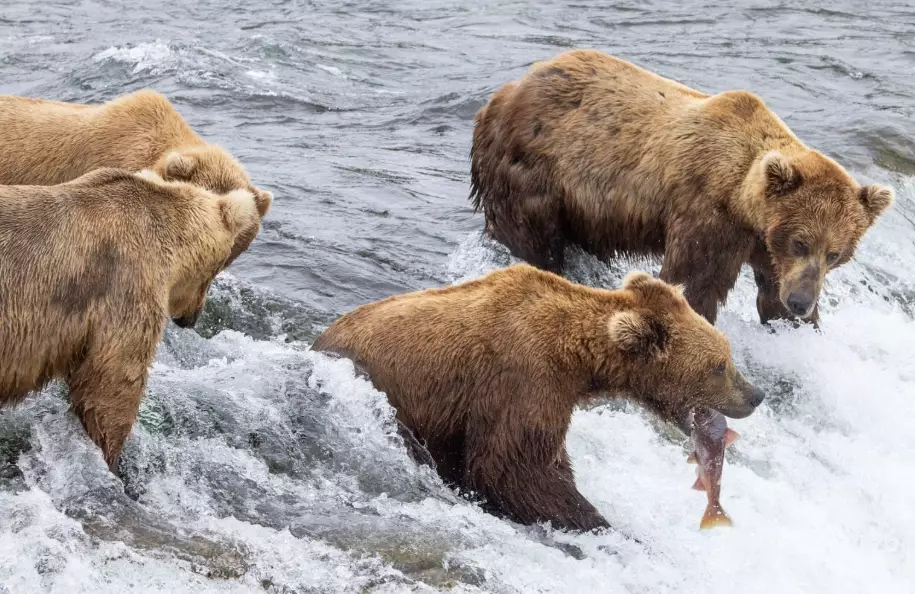 Brooks Falls bears