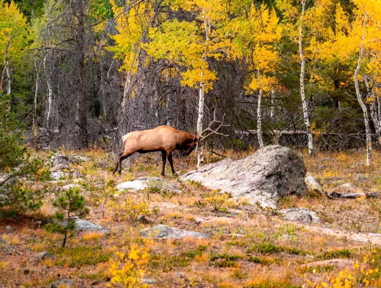 best national parks for wildlife