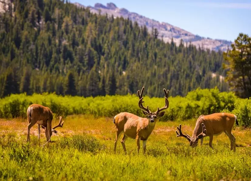 best national parks for wildlife