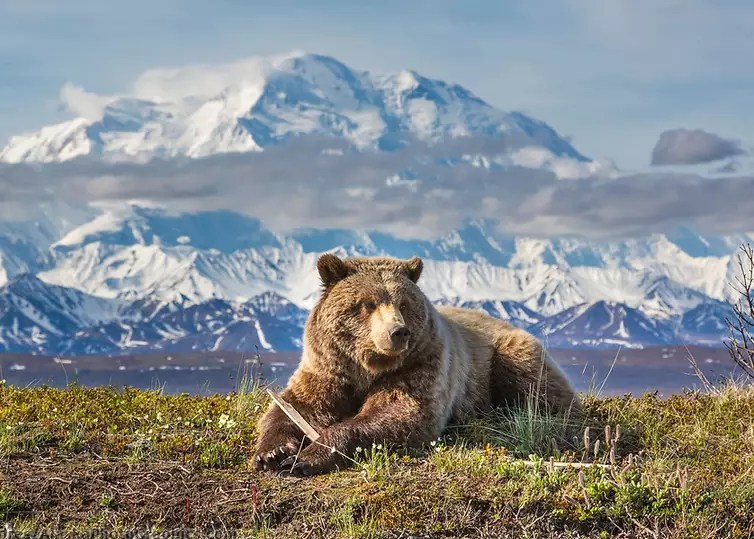 wildlife watching tips