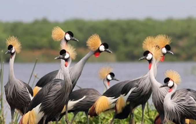 best national parks for birding