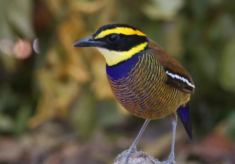 national park birding