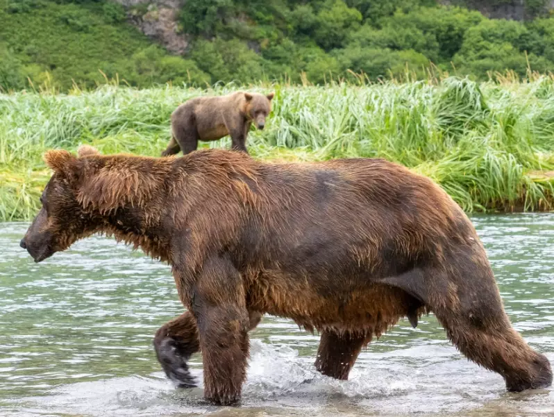 Katmai bear viewing tips