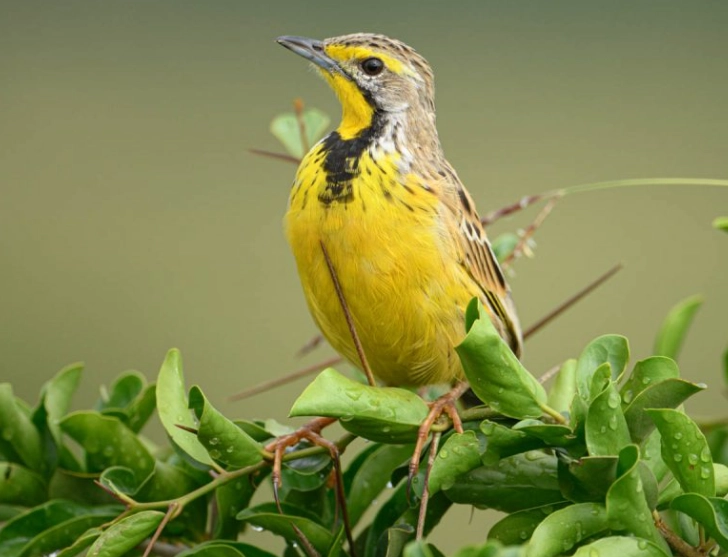 national park birding