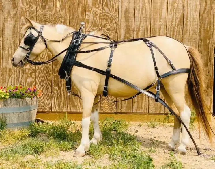 standardbred harness racing