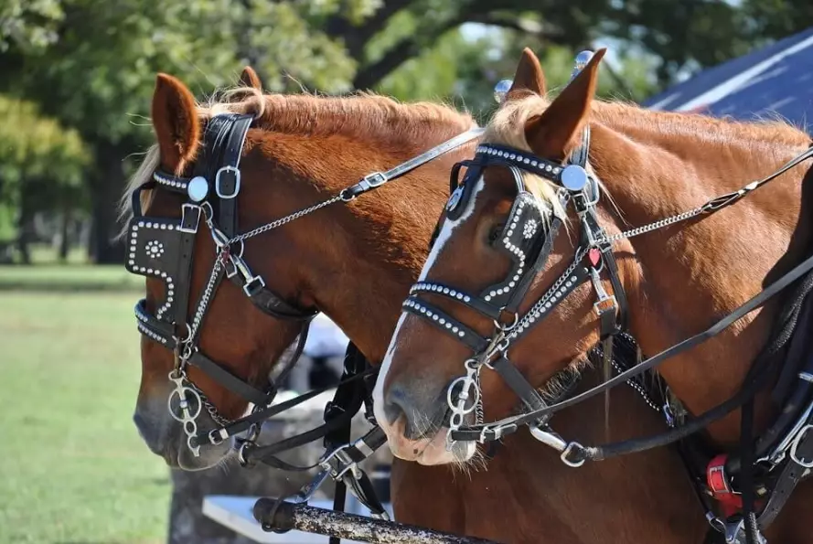 harness horse breeds
