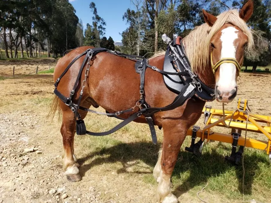 standardbred harness racing