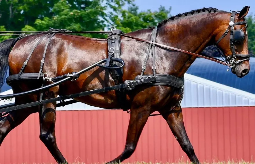 driving horse training